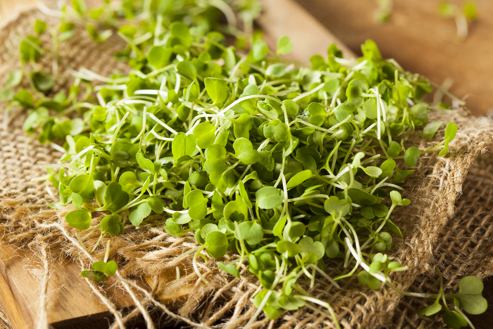 Raw Green Arugula Microgreens